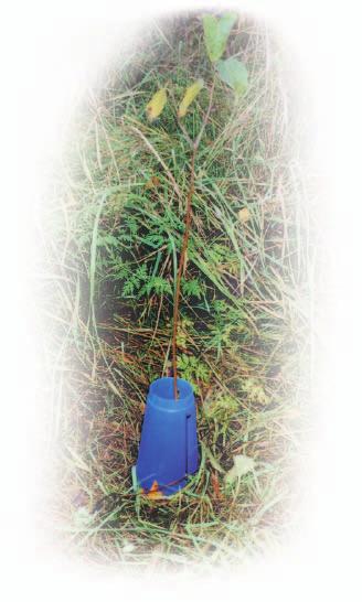 Teen metsäsuunnitelmia pääasiassa Mikkelin ja Anttolan alueella ja toimipisteeni on Mikkelin toimisto.