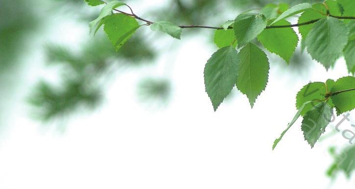 31 METSÄTAPAHTUMIA Pe 1.4. klo 12-15 Metsäpäivä Savonranta, Kokkolahdenkota To 7.4. klo 13 alkaen Metsätapahtuma koko perheelle, Rantasalmi Rouhialan kartano Avoin Metsätapahtuma kaikille, ei ennakkoilmoittautumista To 7.