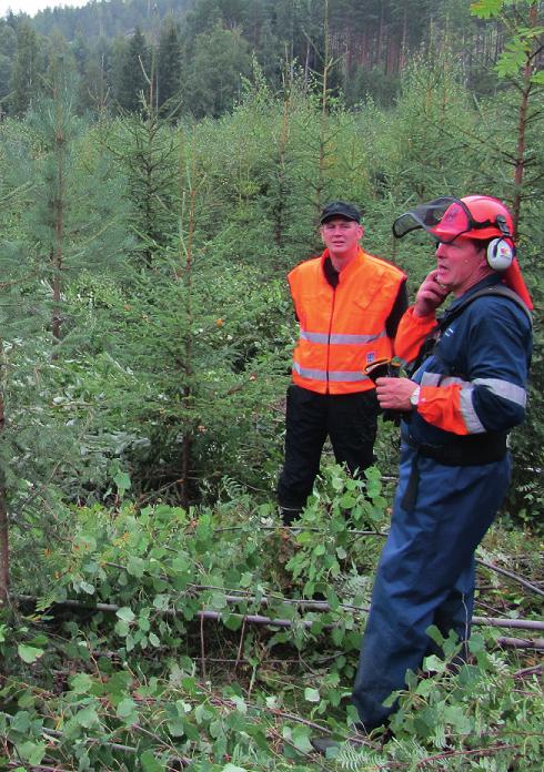Vuoden alussa ostajat keskittyvät ilman kilpailutusta myytäviin sopimusasiakkaiden kauppoihin, mutta nyt vapailla puumarkkinoilla on orastavia piristymisen merkkejä.
