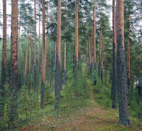 Esimerkkejä METSO-suojelun myönteisistä vaikutuksista Maiseman säilyminen peitteisenä ja pienipiirteisten erikoiskohteiden säilyminen voi vaikuttaa myönteisesti maisemaan.
