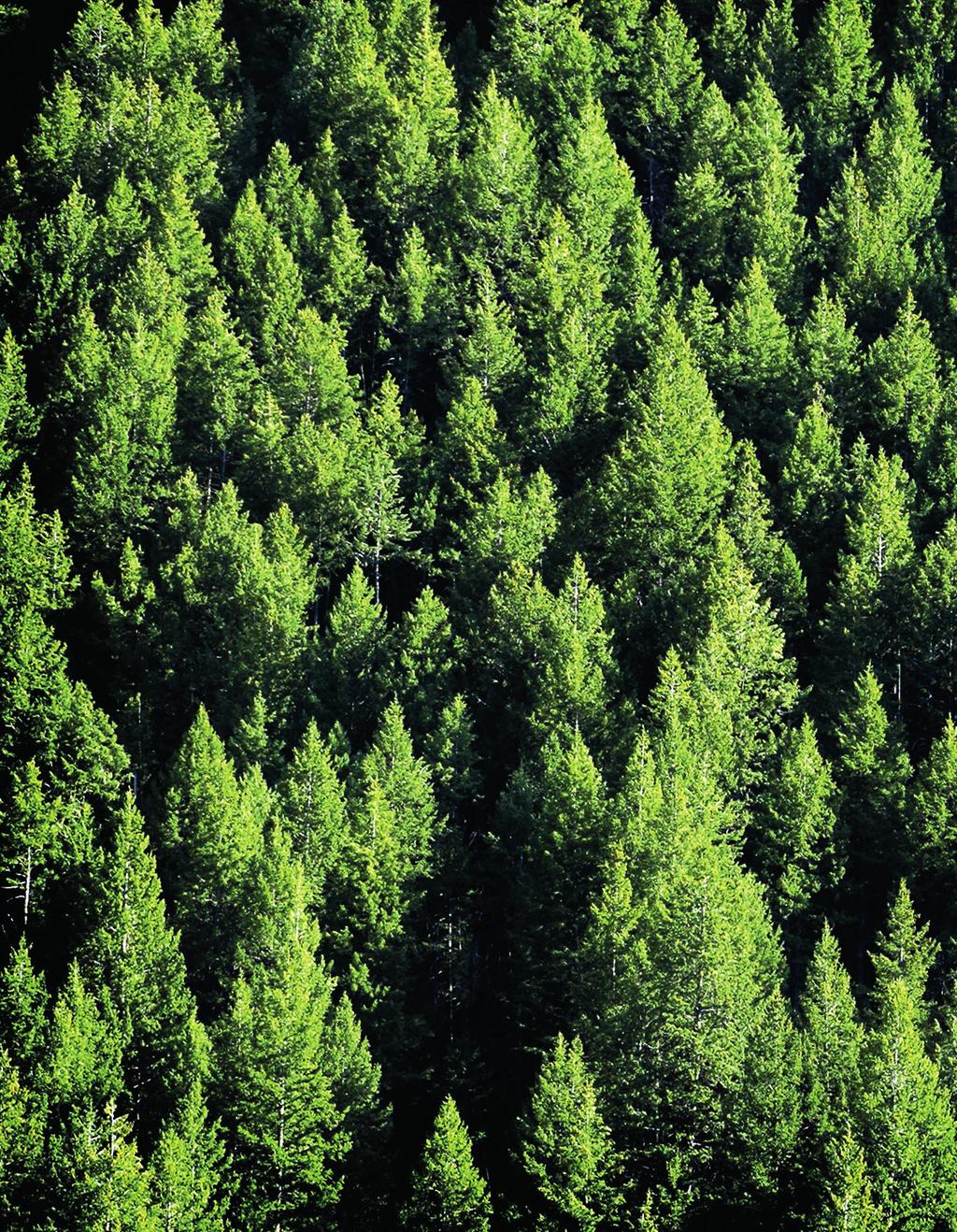 14 Mtätjt Stt Mtätj t KERTTU NISKASEN APUNA METSÄASIOISSA ON MHY SAVOTTA O h tätj, Vrä Ktt dt thhtäjä Krtt N t.