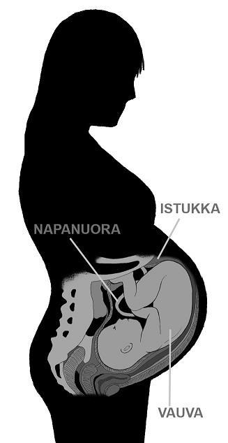 VAUVA Vauva liikkuu kohdussa. Äiti voi tuntea liikkeitä raskausviikon 20 jälkeen. Välillä vauva nukkuu ja silloin liikkeitä ei tunnu.