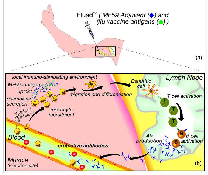 Rokote on immunomodulaatio 1) mikrobi-spesifinen vaste (esim.