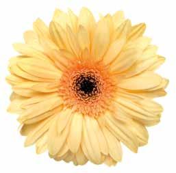 24/ > > > Osta lippuja