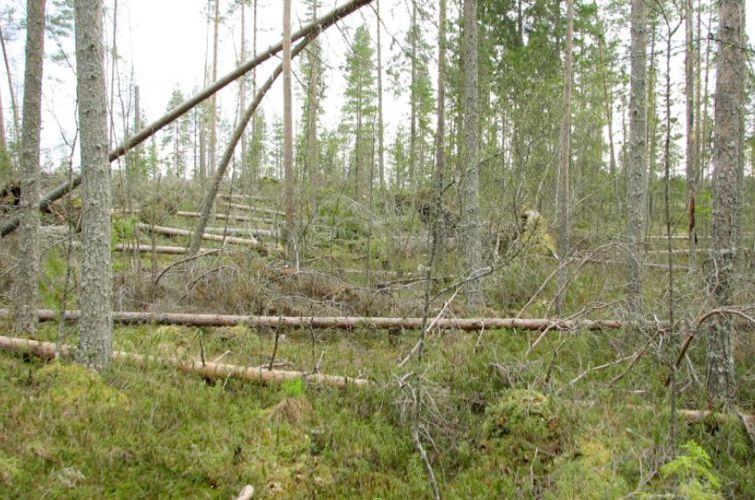 Lajisto Metsäpeuran potentiaalinen elinalue Yhteenveto suojeluarvoista Laaja, erämainen ja yhtenäinen soiden, lampien ja metsien mosaiikki, joka on suoraa jatketta olemassa olevalle suojelualueelle.