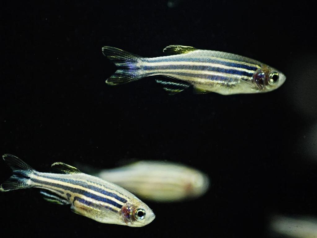 uri=com:2010:0511:rev1:fi:pdf Hakusanalla zebrafish löydetyt tieteelliset artikkelit pubmedtietokannastavuosilta 1980-2012 - 5000 4500??? 4000 3500 3000 2500 Miksi seeprakala?
