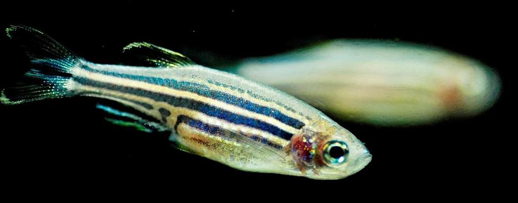 Vuonna 1981 Nature julkaisi Streisingerin artikkelin