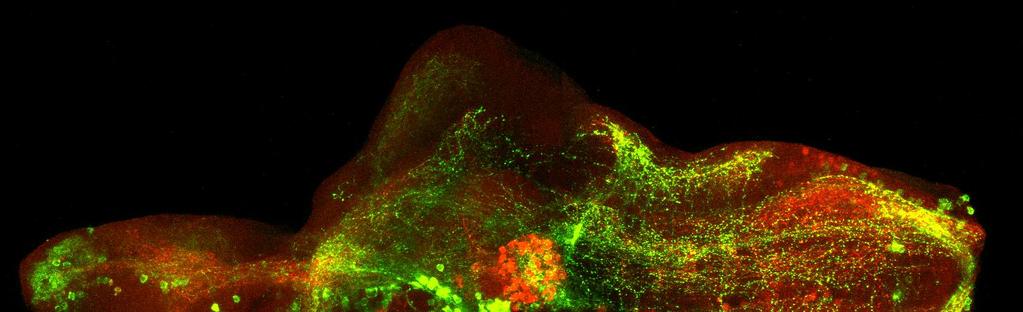 http://biology.caltech.