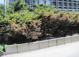 Ainoat katuistutuksina olevat pensaat kasvavat istutusaltaassa Malminkadulla bussiterminaaliin johtavan tunnelin päällä.