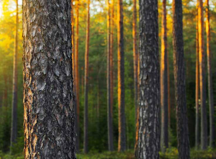 RAKENNA LAADUKKAASTI. Honka-kodit rakennetaan ensiluokkaisesta, kestävän kehityksen mukaan kasvatetusta suomalaisesta massiivipuusta.