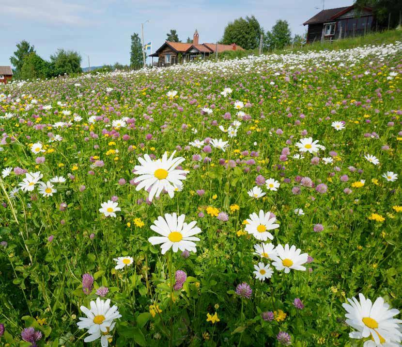 - Täydellinen käymäläkokonaisuus - Matalat käyttökulut - Yksinkertainen jätteen käsittely VILLAPAKETTI KOMPOSTI Tuotenumero 1219-01 Villa 9000 + Ejektorisäiliö ja