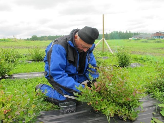 marjaviljelmien kannattavuutta ja kannustaa uusien marjaviljelmien