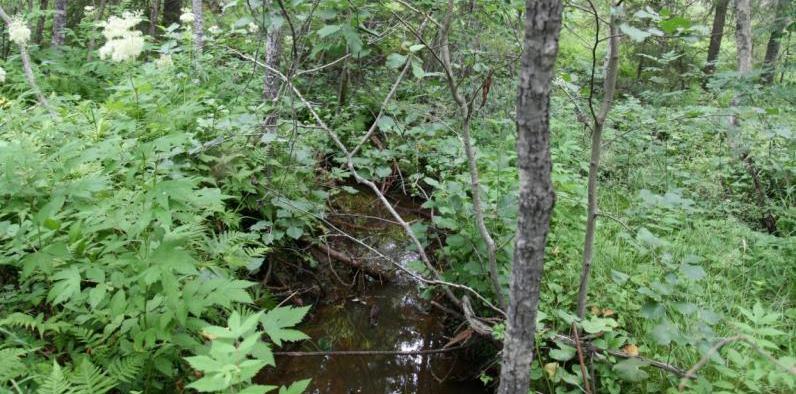 FCG SUUNNITTELU JA TEKNIIKKA OY YVA selostus 165 (361) Louekankaiden jälkeen purouomat on oikaistu ja niihin yhtyy useita metsäojituksia.