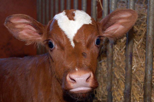 Cow Signals -havaintotimantti 5 50 500