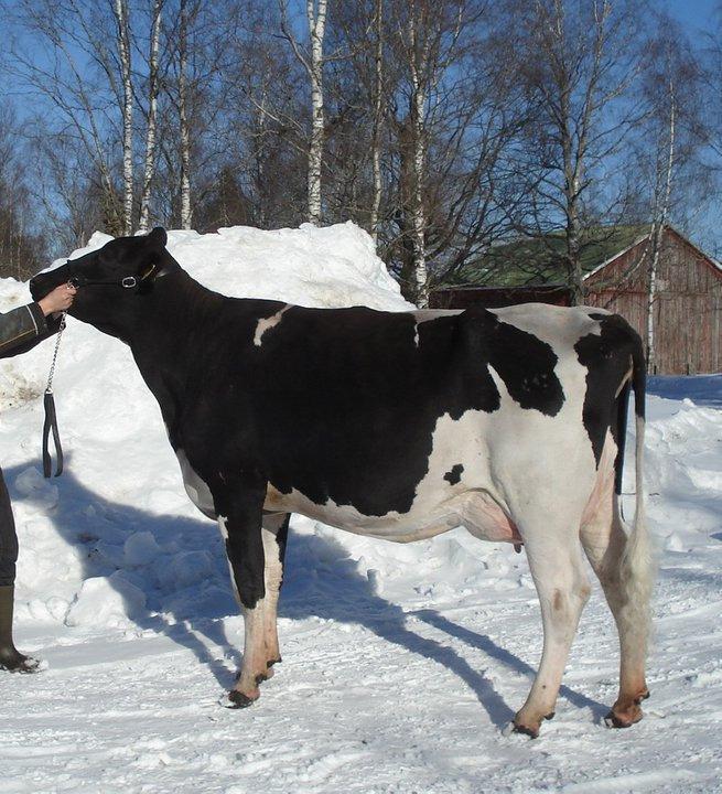 Kaikissa karjoissa tavoitteena terveen ja kestävän lypsylehmän kasvattaminen - terve ja tuottava lehmä on vaivaton ja