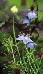 4 Puolivarjoisalle paikalle sopivat tarhajaloangervot (Astilbe Arendsii-Ryhmä) tuovat kukkakauneutta loppukesään.