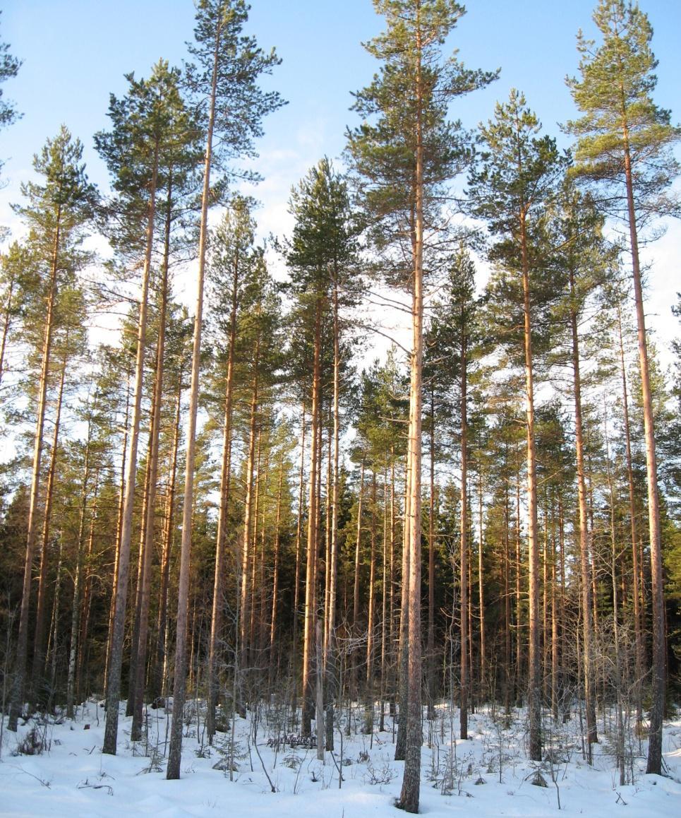 Sisältö Miksi valtio omistaa metsää? Yleistä Metsähallituksesta Miten muualla?