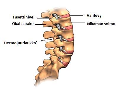 Selkärangan rakenne Selkäranka koostuu nikamista.
