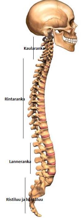 häntäluu ovat kasvaneet yhteen Kaularanka sekä lanneranka kaartuvat sivulta katsottaessa eteenpäin (lordoosi) ja rintaranka kaartuu taaksepäin (kyfoosi).
