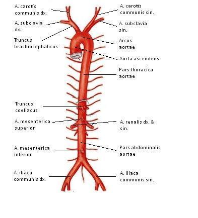 8 KUVA 1. Aortta ja sen suuret haarat (muokattu lähteestä Sobotta; Atlas of human anatomy 2009) Aortta on elimistön suurin valtimo.