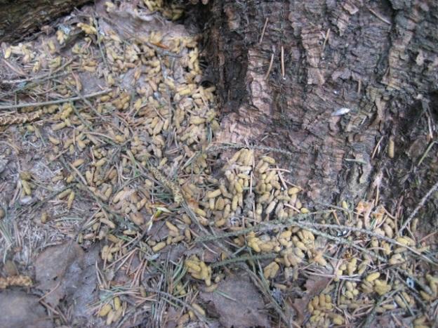 Alueen puustossa on järeitä kuusia ja useita kymmeniä haapoja. Puron reunoilla on rehevä luhtaa ja kosteaa lehtoa, jossa kasvaa mm.