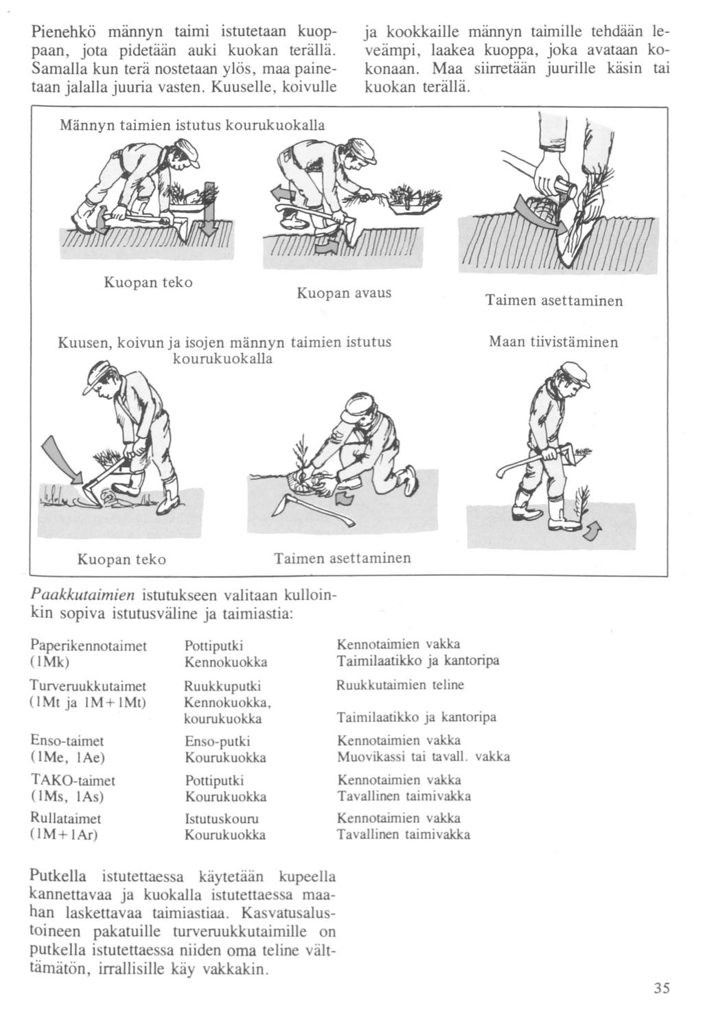Pienehkö männyn taimi istutetaan kuoppaan, jota pidetään auki kuokan terällä. Samalla kun terä nostetaan ylös, maa painetaan jalalla juuria vasten.
