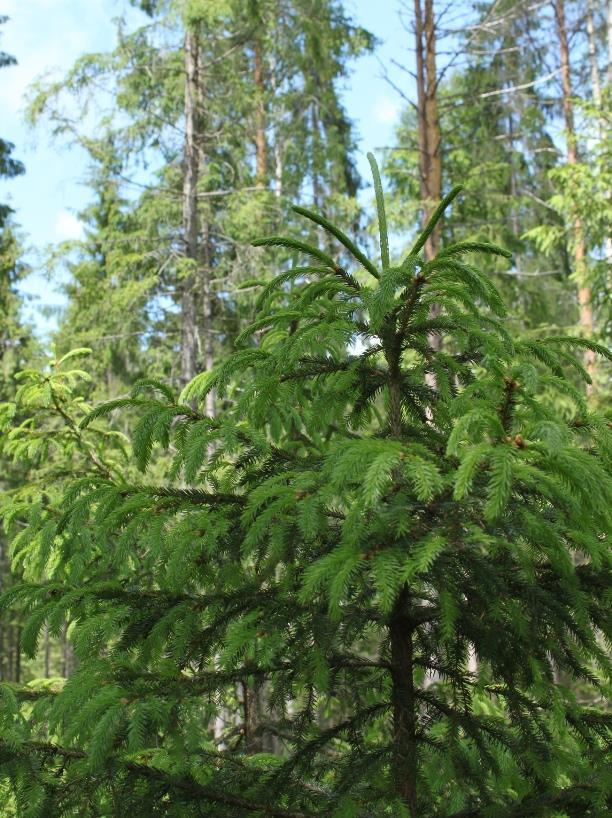 Kalle Vanhatalo Siirtymävaihe Metsät, joissa alikasvosjako Ylispuusto harvennetaan useassa vaiheessa.