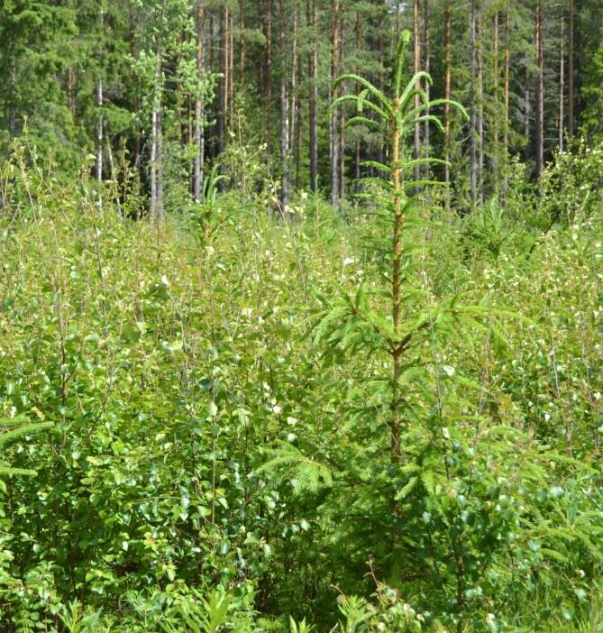 turvataan taimikon hyvä kasvuun lähtö kasvatettavaan puustoon