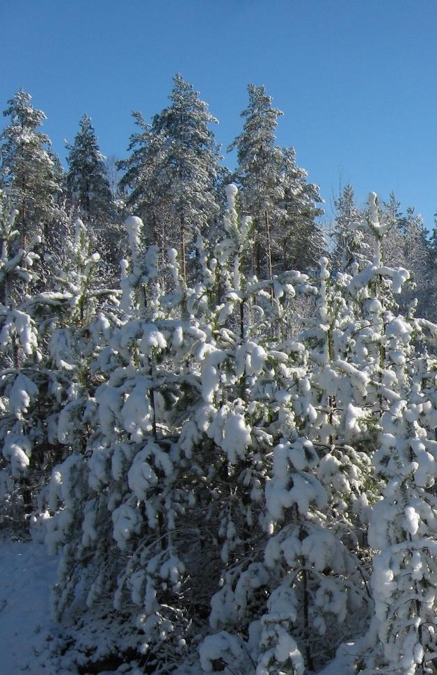 Kalle Vanhatalo Hakkuut ja hoito mäntyvaltainen metsä Pienaukkohakkuut rehevämmillä kasvupaikoilla.