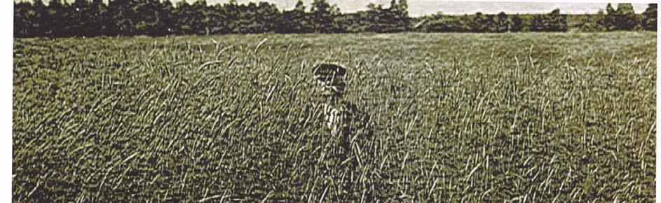 KUVA: RUISPELTOA MIINALASSA 1930-LUVULLA: ALEKSANTERI HALTIA (ENT. HOSAINOFF) ALHON NIITYLLÄ. (ASTA MÖRSKYN JA MIRJA MÖRSKY-ANDERSONIN ARKISTO.) Viljalajikkeista eniten viljellyt olivat ruis ja kaura.