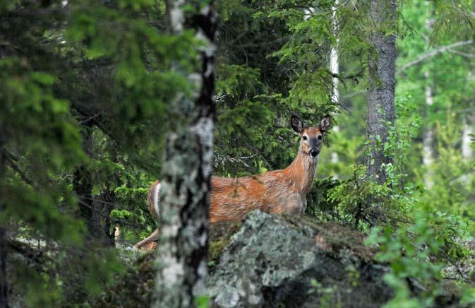 9.9 Vaikutukset kasvillisuuteen ja eläimiin 9.9.1 Kasvillisuus ja eläimistö Olkiluodon alueen luonnonympäristö on voimakkaasti ihmistoiminnan muokkaamaa ja muuttamaa.