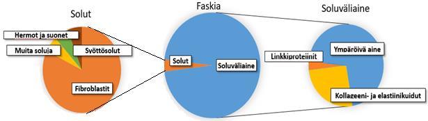 16 ympäröivälle soluväliaineelle (Schleip & Klinger 2015, 5.) Franz, Stewart & Weaver (2010) määrittelee soluväliaineen soluja sisältämättömäksi komponentiksi, joka toimii rakennustelineenä soluille.