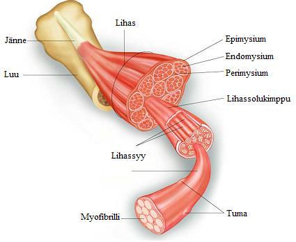 7 2.1 Supistuva komponentti Lihas muodostuu lihassolukimpuista eli fasikkeleista. Lihassolukimppu koostuu lihassoluista eli fiibereistä, jotka edelleen muodostuvat myofibrilleistä (kuva 2).