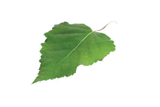 9. Moottorisahat. Energiapuu.