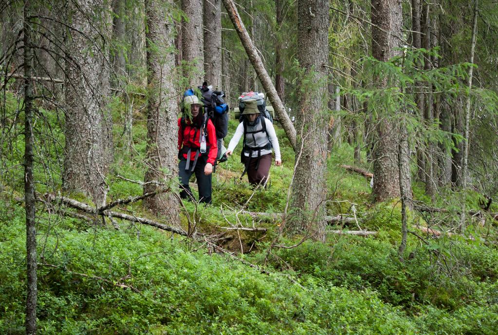 Oikeaa metsää ja oikeita hyttysiä Helvetinjärven kansallispuistossa.