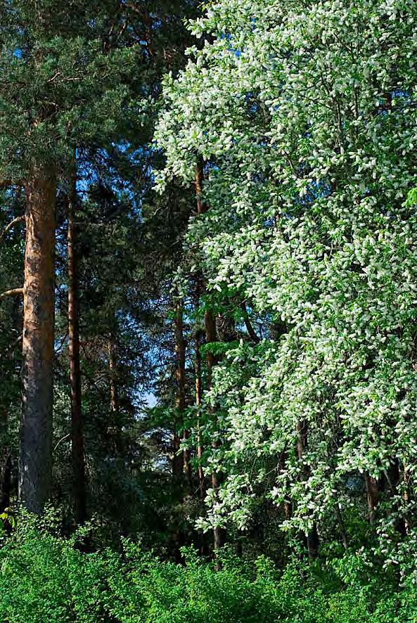 Puutarhatien varrella Ensimmäisen