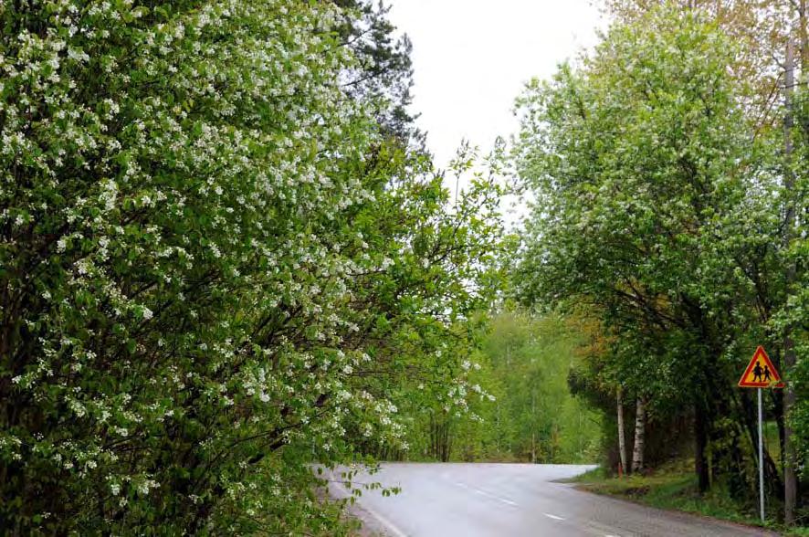 Koulunmäen pohjoispuolella Heikkerön ja Sipilänmäen talojen välillä