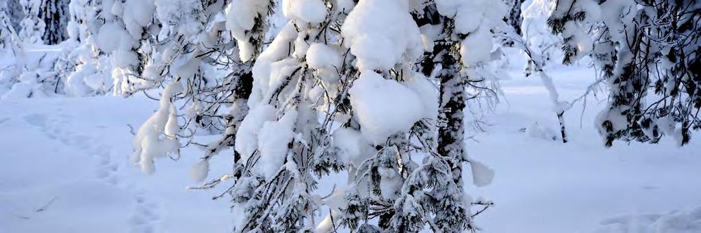 Piiankallio liittyy uhanalaisen metson laajaan ikiaikaiseen esiintymiseen Huhmarmäen Lakeassuon luonnonsuojelualueella, sen pohjoisimpana