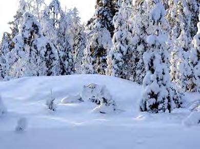 Niille Piiankallio on tärkeä ekologinen askelkivi nykyajan pirstoutuneessa metsä ja suomaisemassa.