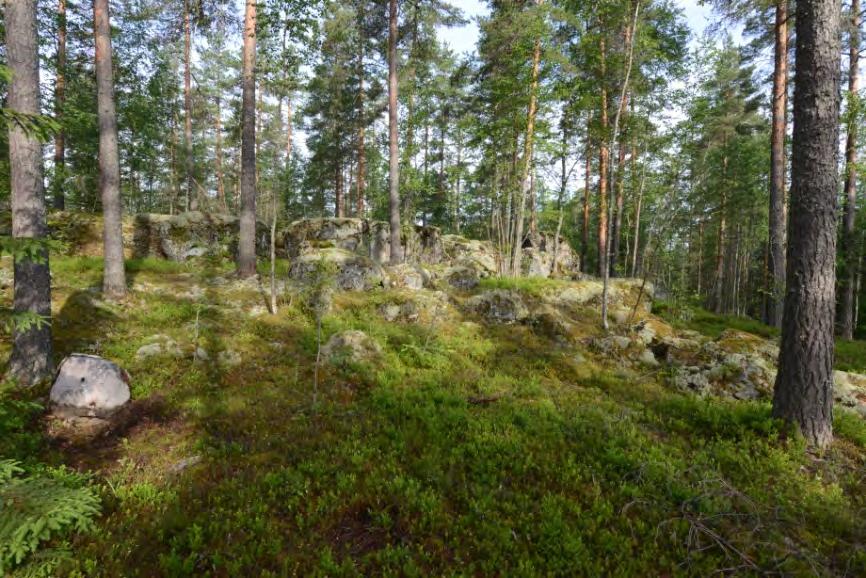 Valokuvat 2014 06 22 1. Pohjoinen kallioylänkö ajouran länsipuolella 4473. Ajoura eteläsuuntaan on hieman rikkonut kalliopinnan kangaskunttaa lumenaikaisen kulun jäljiltä.