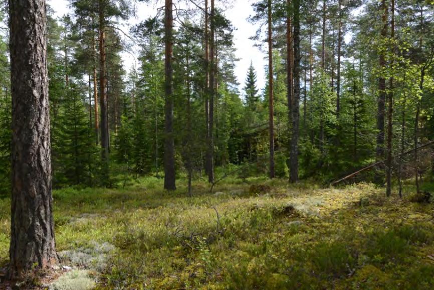 4477 4478. Idänpuolen heikon ajouran itäpuolella mustikkakankaan (ed.