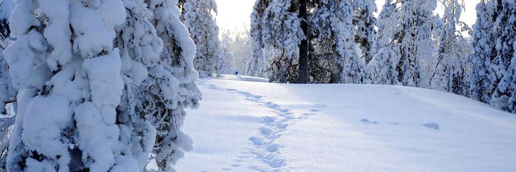 Eläinten jälkiä Huhmarmäellä Hirven