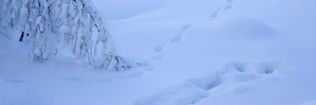 loivapiirteisellä lounaisselänteellä.