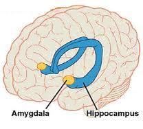 Amygdala ja Hippocampus