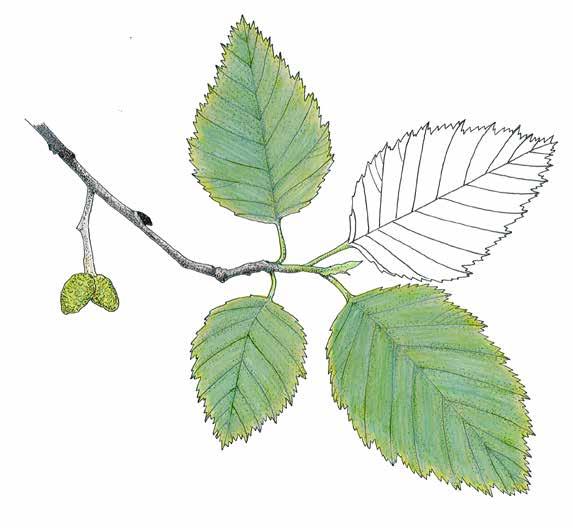Eminorkot ovat oksien kärjissä pieninä, punaisina palloina.
