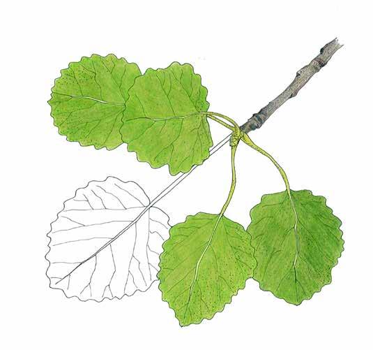 Se leviää parhaiten vesomalla ja lisääntyy myös siemenillä. Haapa on kaksikotinen.