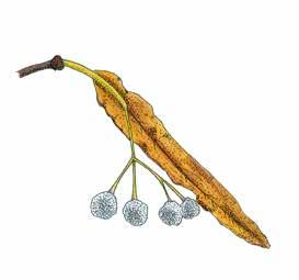 Puistolehmus Tilia X vulgaris Parklind siemenet 11.