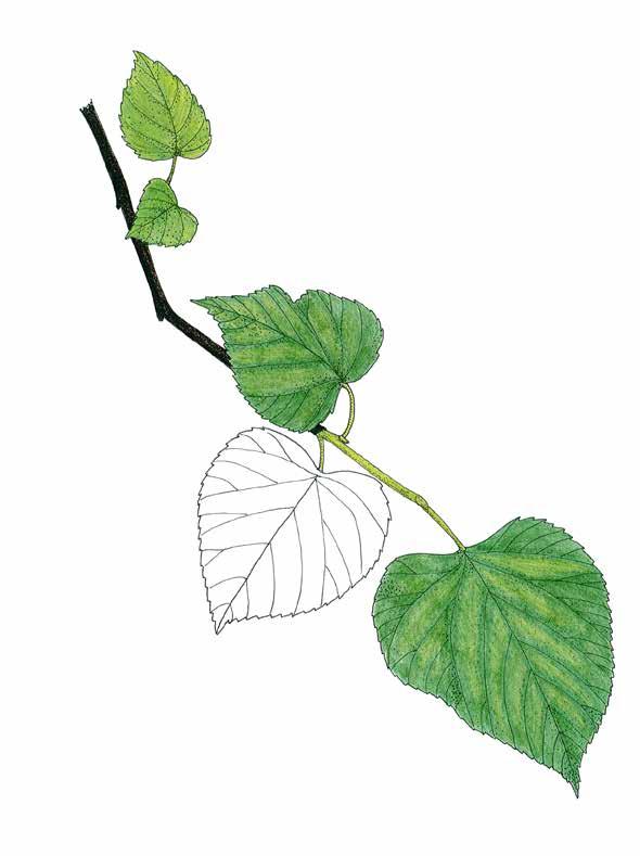Se on metsälehmuksen (Tilia cordata) ja isolehtilehmuksen (Tilia platyphyllos) risteymä.