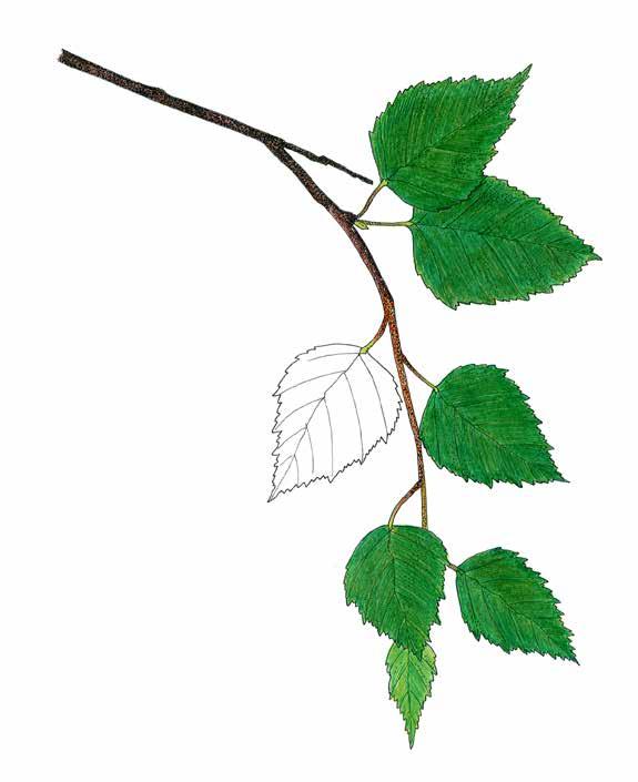 Rauduskoivu lisääntyy sekä suvullisesti siementen avulla että suvuttomasti vesomalla.