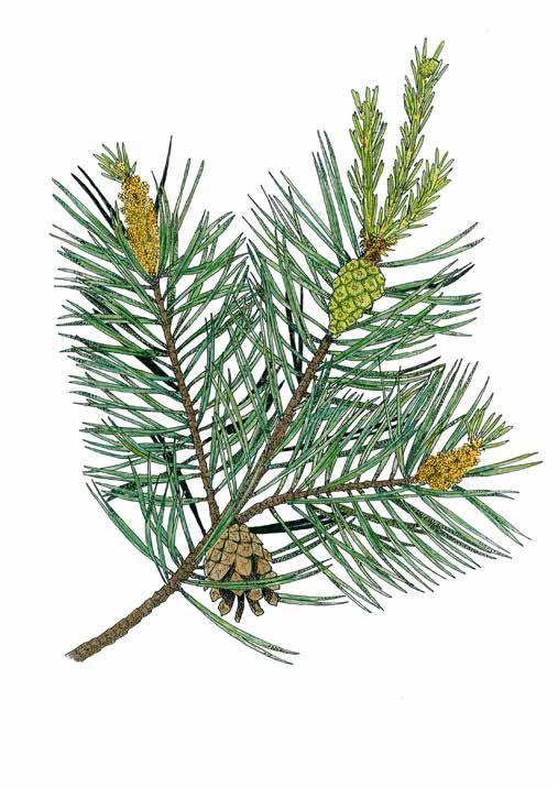 Mänty Pinus sylvestris Tall neulanen hedekukinto emikukka Havupuihin kuuluva mänty eli metsämänty on Suomen yleisin puulaji. Mänty kasvaa monenlaisissa metsissä.